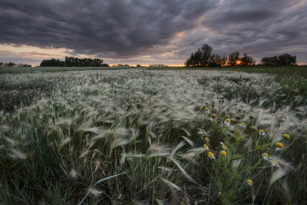 A Summer Sunrise With Storm Clouds Over A Field Of Foxtails On A Farm In Central Alberta Canvas Art - Dan Jurak Design Pics (34 x 22)