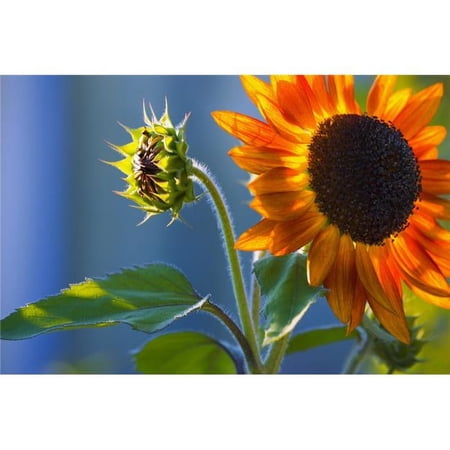 A Sunflower Blooming with Bud Poster Print by Carson Ganci - 34 x 22 - Large