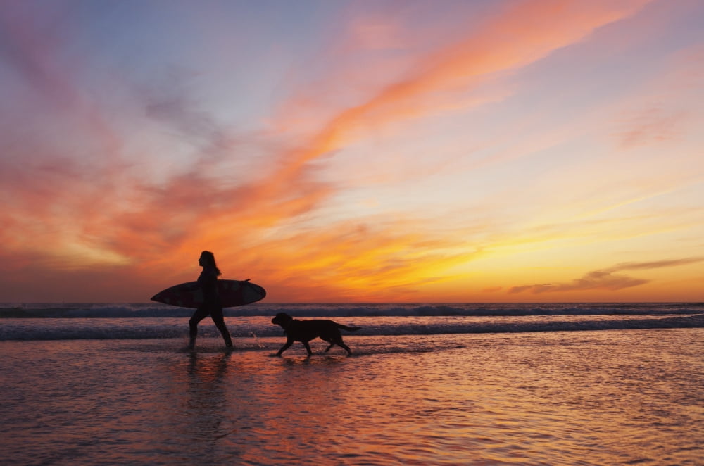 A Surfer Walks In Shallow Water With Her Dog At Sunset Tarifa Cadiz Andalusia Spain Canvas Art - Ben Welsh Design Pics (38 x 24)