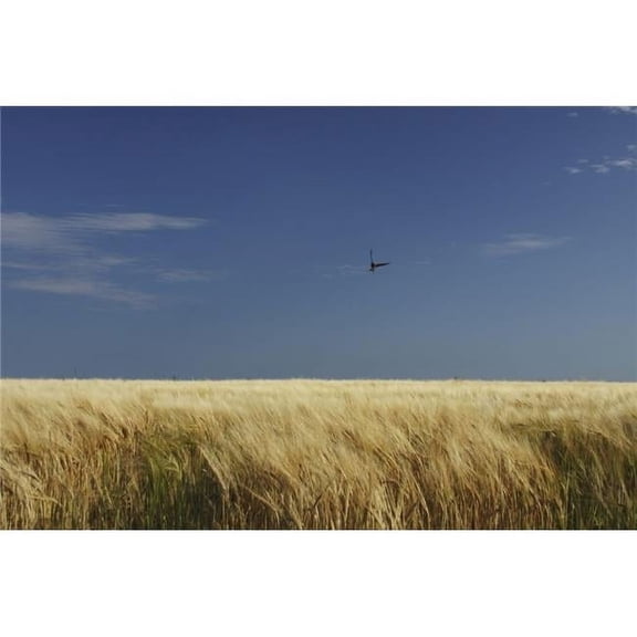 A Swallow Flying Low Over A Barley Field In East Cork In Munster Region - Ballycotton, County Cork Ireland Poster Print, 38 x 24 - Large