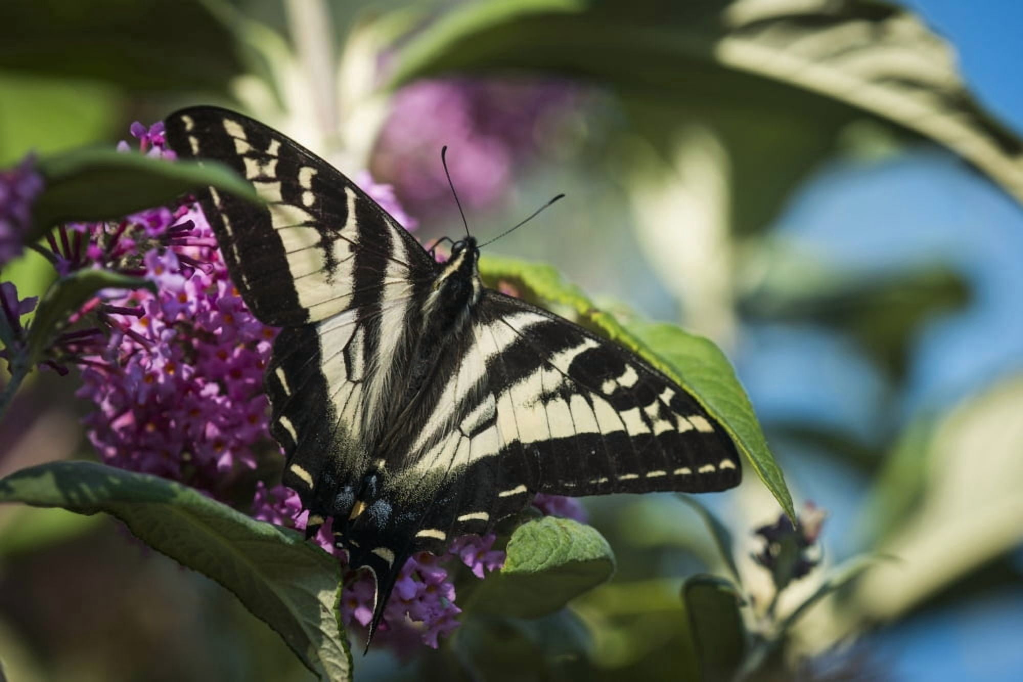 A Swallowtail Butterfly seeks nectar from a butterfly bush Astoria Oregon United States of America Canvas Art - Robert L Potts Design Pics (19 x 12)