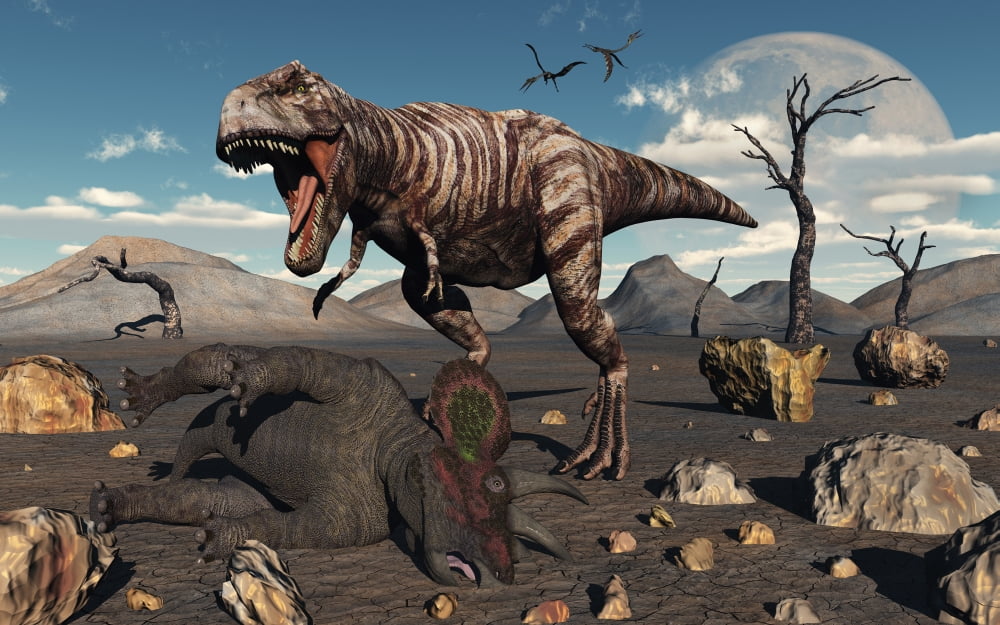 A T Rex is about to make a meal of a dead Triceratops Canvas Art - Mark StevensonStocktrek Images (18 x 12)