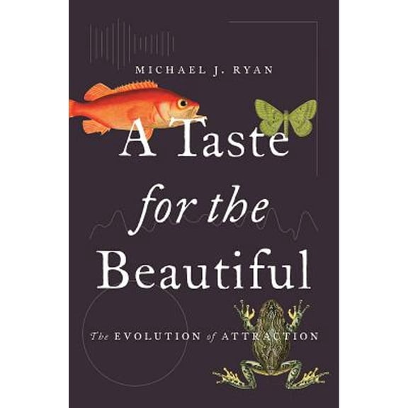 Pre-Owned A Taste for the Beautiful: The Evolution of Attraction (Paperback) 0691191395 9780691191393