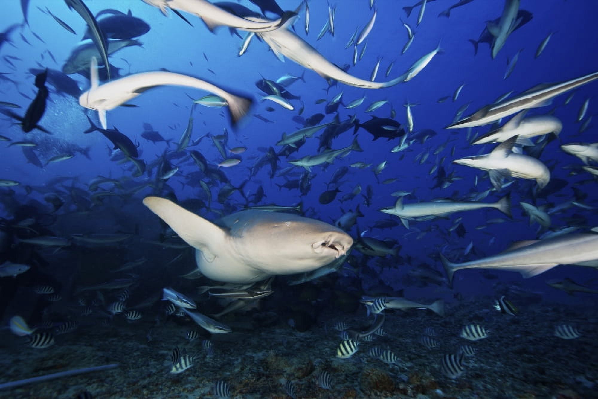 A Tawny Nurse Shark swims away after eating some fish scraps Fiji Canvas Art - Terry MooreStocktrek Images (35 x 23)