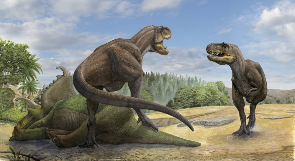 A Teratophoneus dinosaur defends its prey from another relative Canvas Art - Sergey KrasovskiyStocktrek Images (38 x 21)