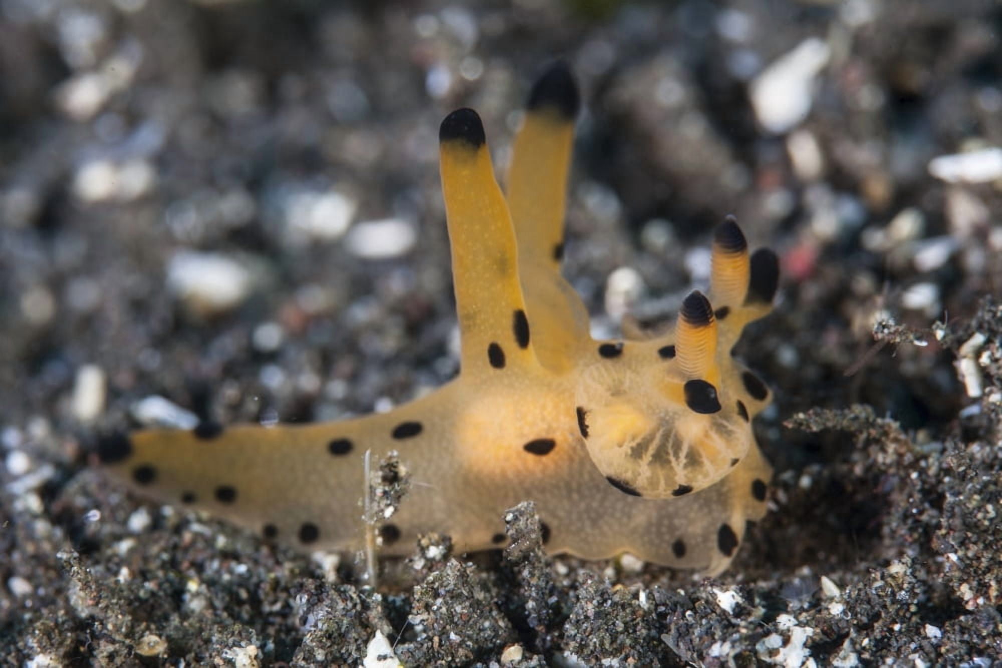 A Thecacera nudibranch crawls across the seafloor Canvas Art - Ethan DanielsStocktrek Images (17 x 12)