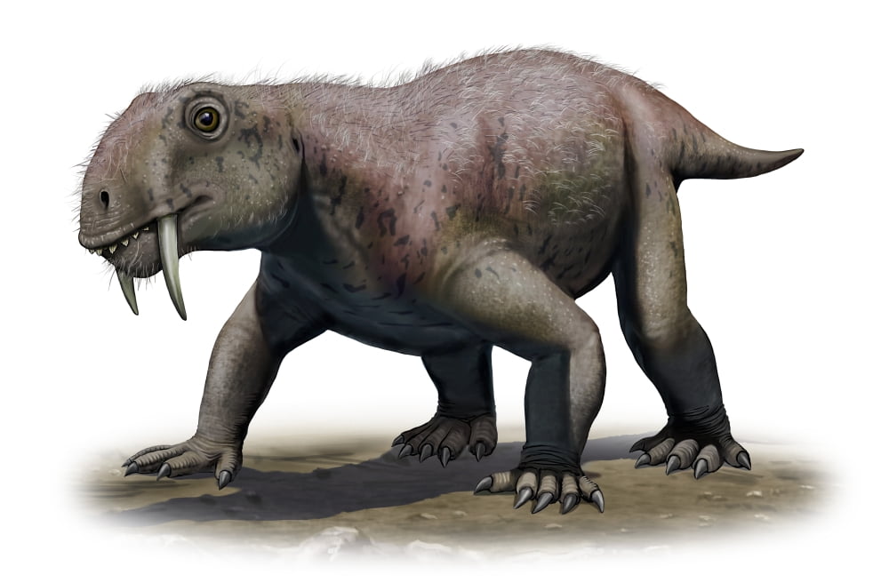 A Tiarajudens eccentricus from the Paleozoic era Canvas Art - Sergey KrasovskiyStocktrek Images (35 x 23)