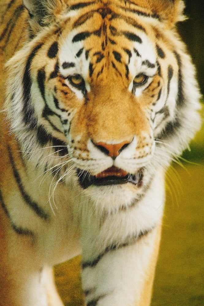 A Tiger Canvas Art - Don Hammond Design Pics (22 x 34)