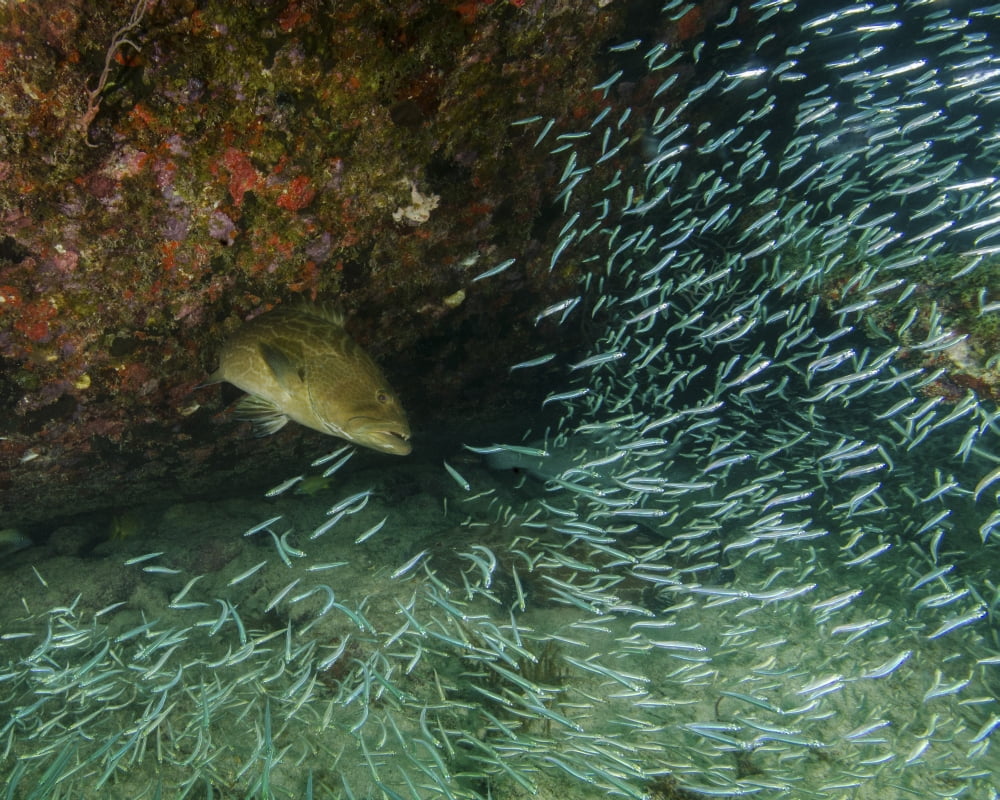 A Tiger Grouper chasing minnows at the Benwood shipwreck Canvas Art - Brent BarnesStocktrek Images (16 x 13)