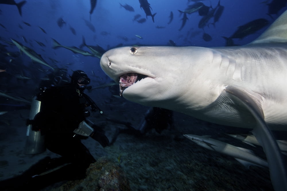 A Tiger Shark consumes a large tuna head hand-fed by a local Fijian diver Canvas Art - Terry MooreStocktrek Images (35 x 23)
