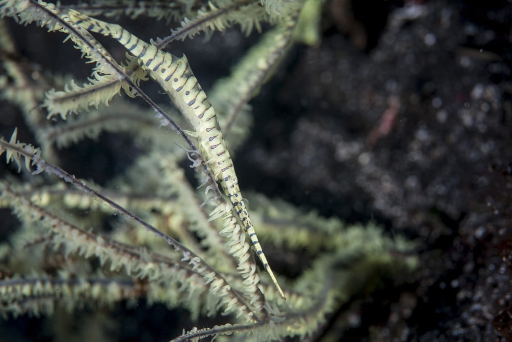 A Tozeuma shrimp blends into its reef surroundings Canvas Art - Ethan DanielsStocktrek Images (17 x 12)