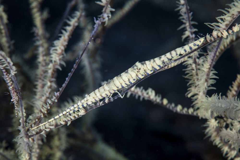 A Tozeuma shrimp blends into its reef surroundings Canvas Art - Ethan DanielsStocktrek Images (17 x 12)