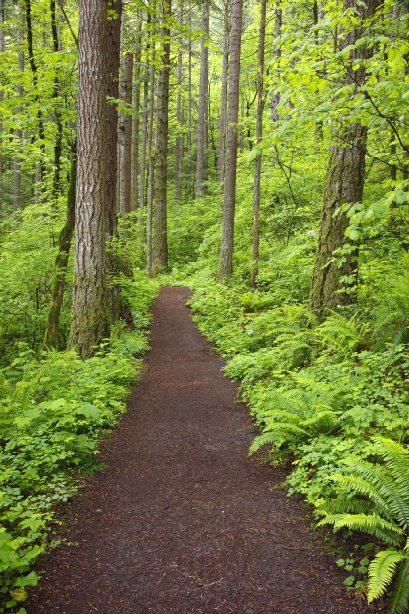A Trail In Columbia River Gorge National Scenic Area Oregon Usa Canvas Art - Craig Tuttle Design Pics (24 x 38)