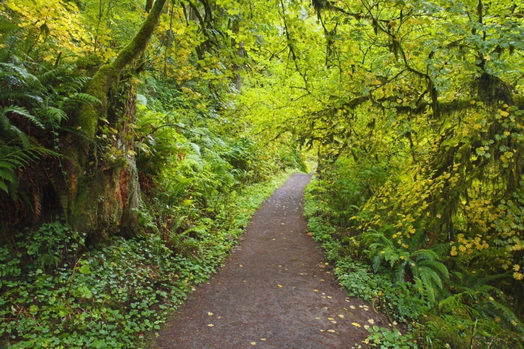 A Trail In Silver Falls State Park Oregon United States Of America Canvas Art - Craig Tuttle Design Pics (38 x 24)