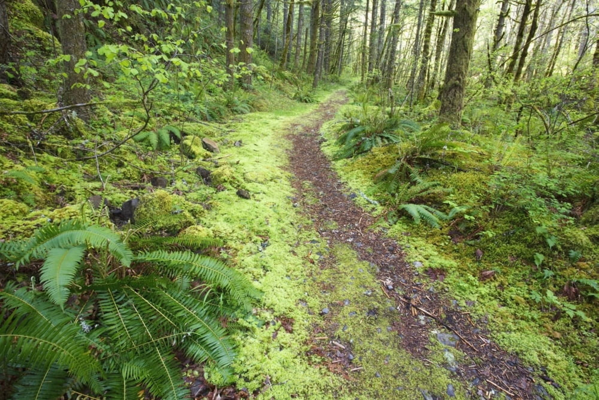 A Trail Leading Through The Forest Canvas Art - Craig Tuttle Design Pics (19 x 12)