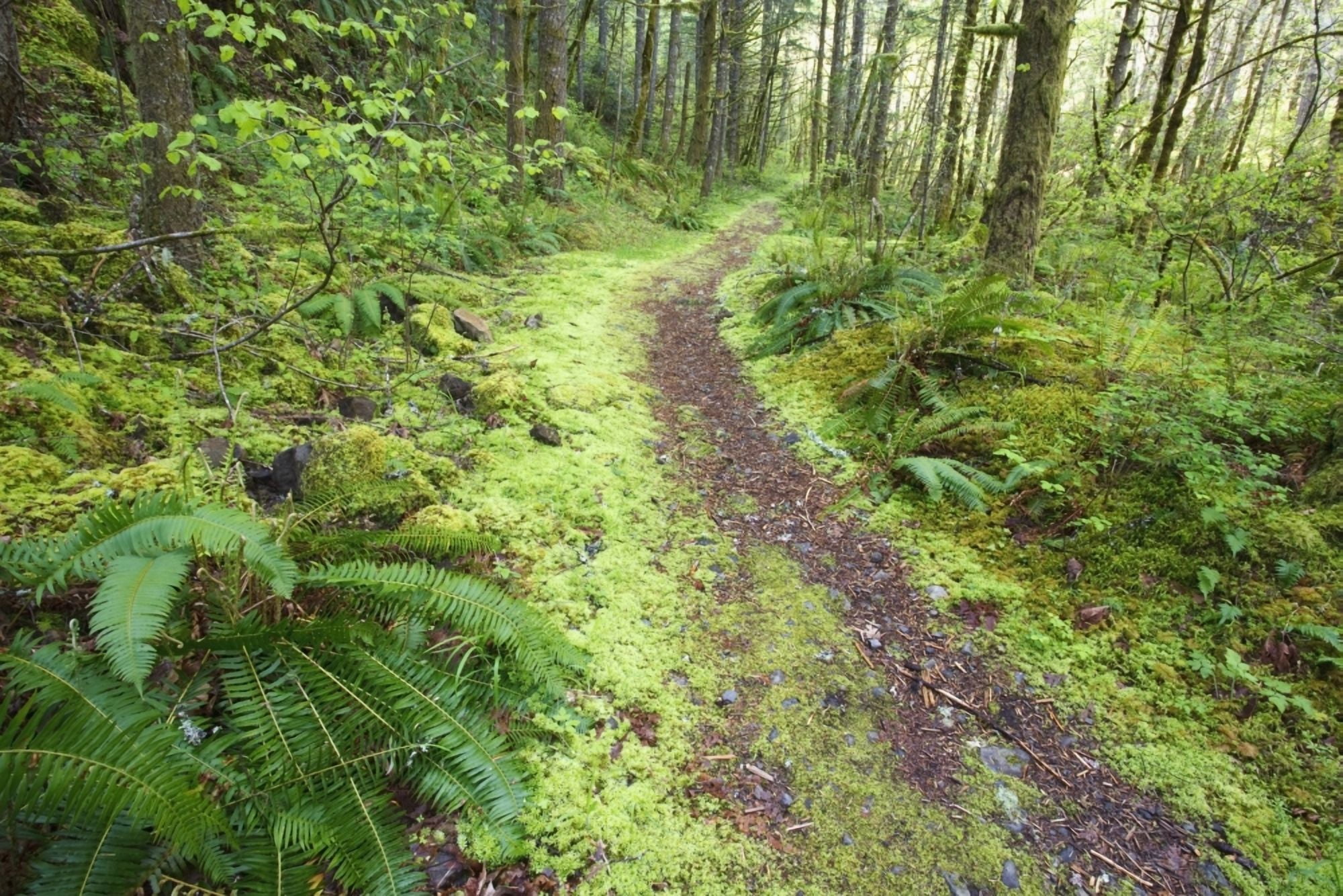 A Trail Leading Through The Forest Canvas Art - Craig Tuttle Design Pics (38 x 24)