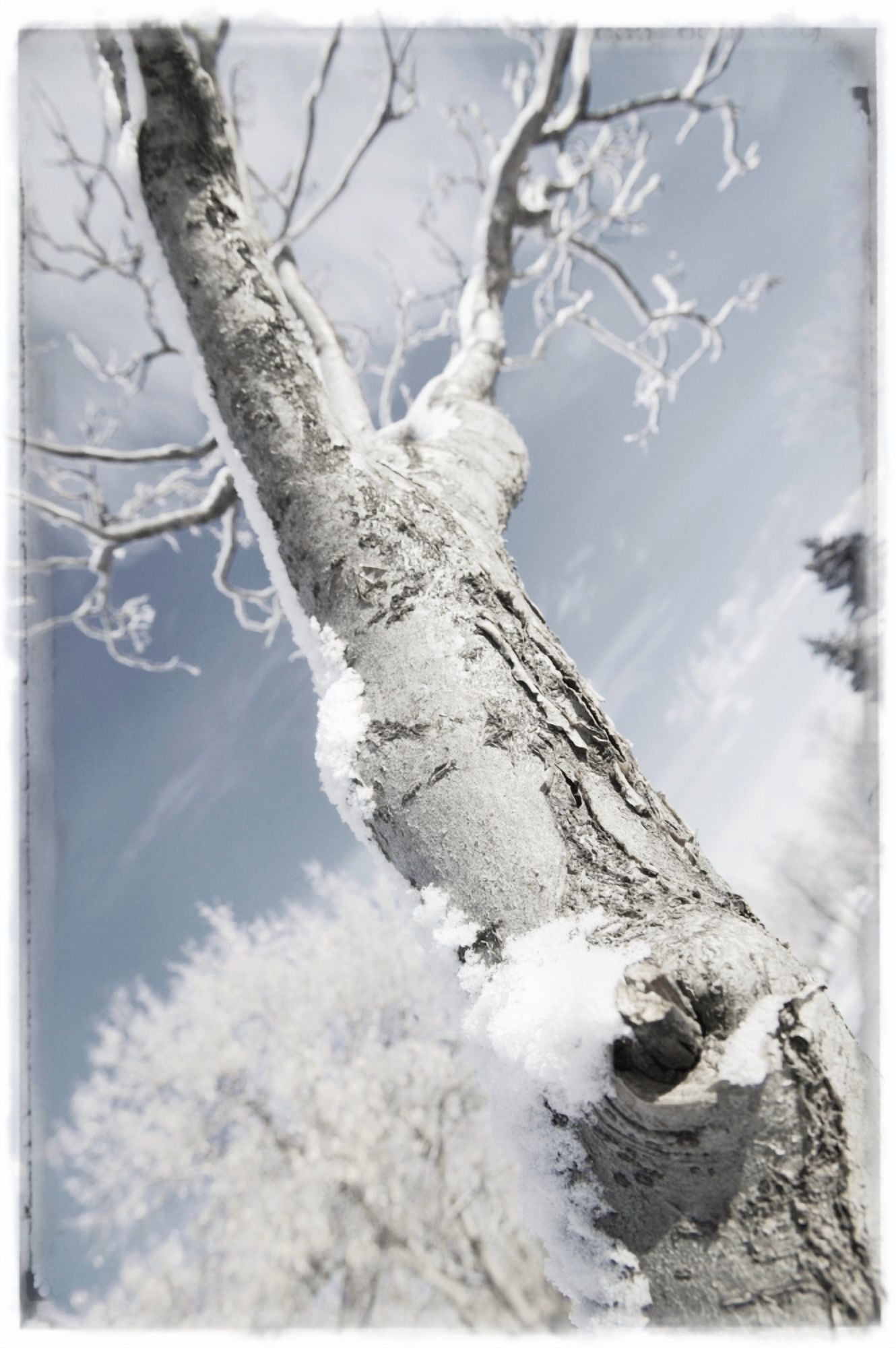 A Tree Canvas Art - Don Hammond Design Pics (22 x 34)