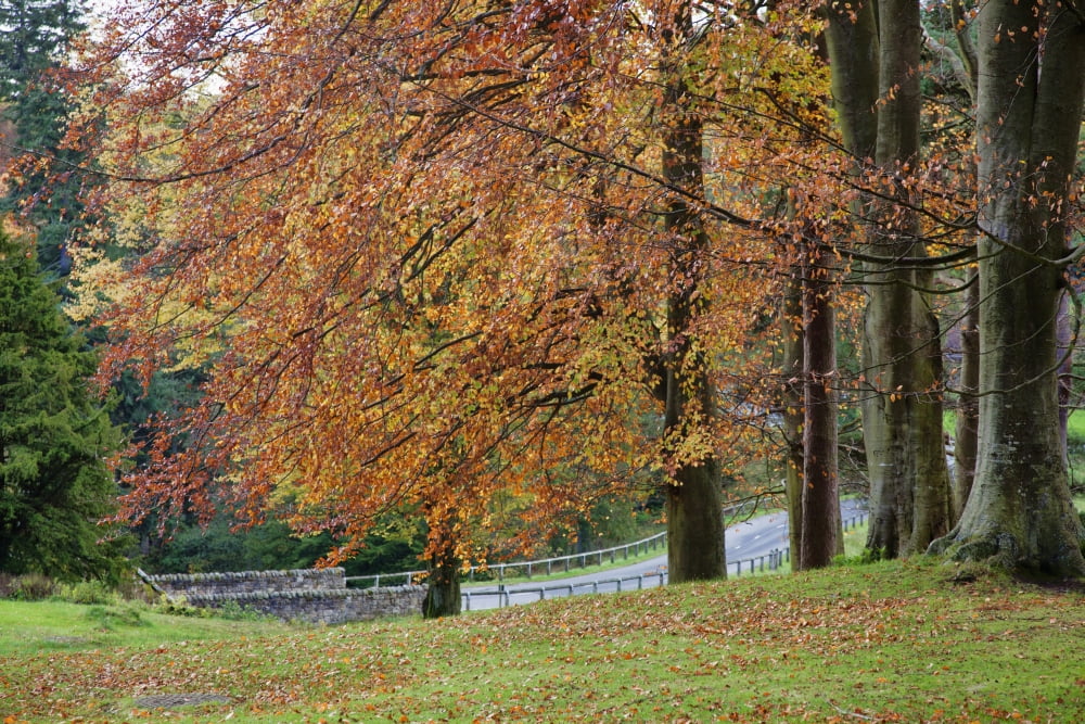 A Tree With Autumn Colours Beside A Road Northumberland England Canvas Art - John Short Design Pics (38 x 24)