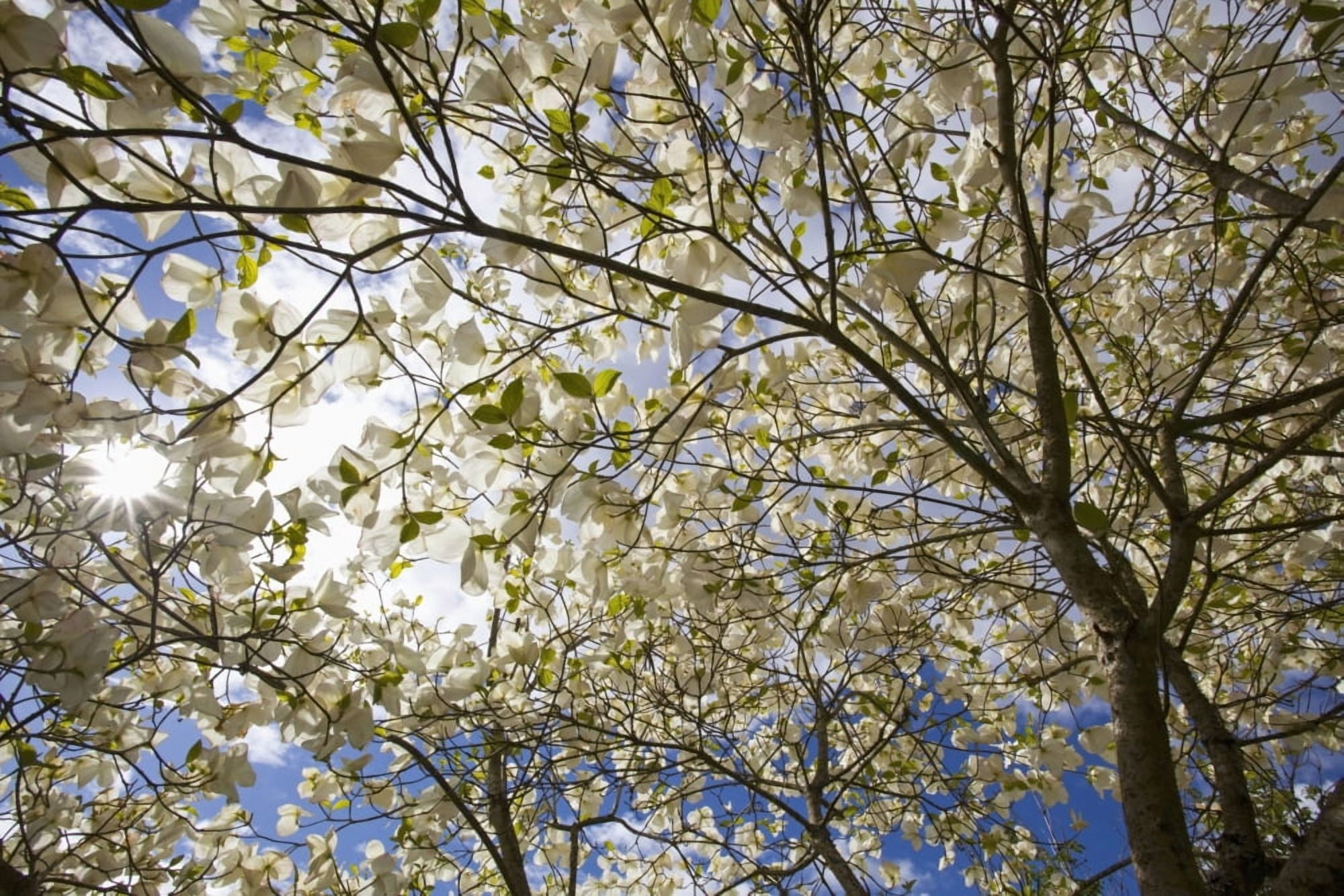 A Tree With Blossoms In Happy Valley Park Oregon Usa Canvas Art - Craig Tuttle Design Pics (19 x 12)