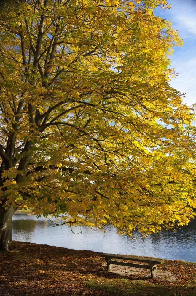 A Tree With Golden Leaves And A Park Bench On The Edge Of The Water In Autumn North Yorkshire England Canvas Art - John Short Design Pics (24 x 38)