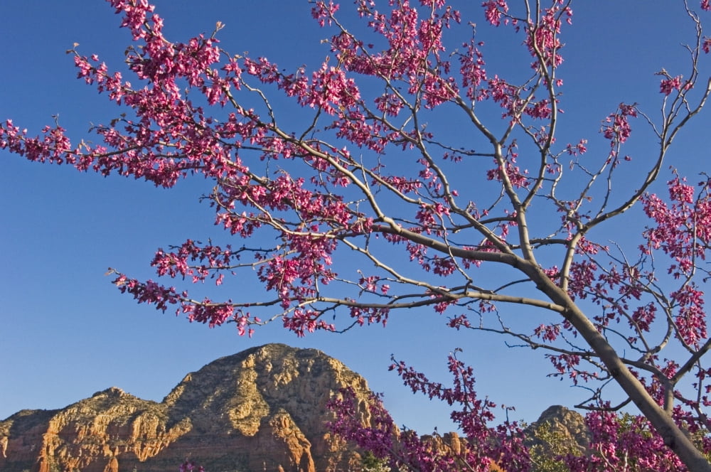 A Tree With Pink Blossoms In Red Rock Country Canvas Art - Chris Parker Design Pics (38 x 24)