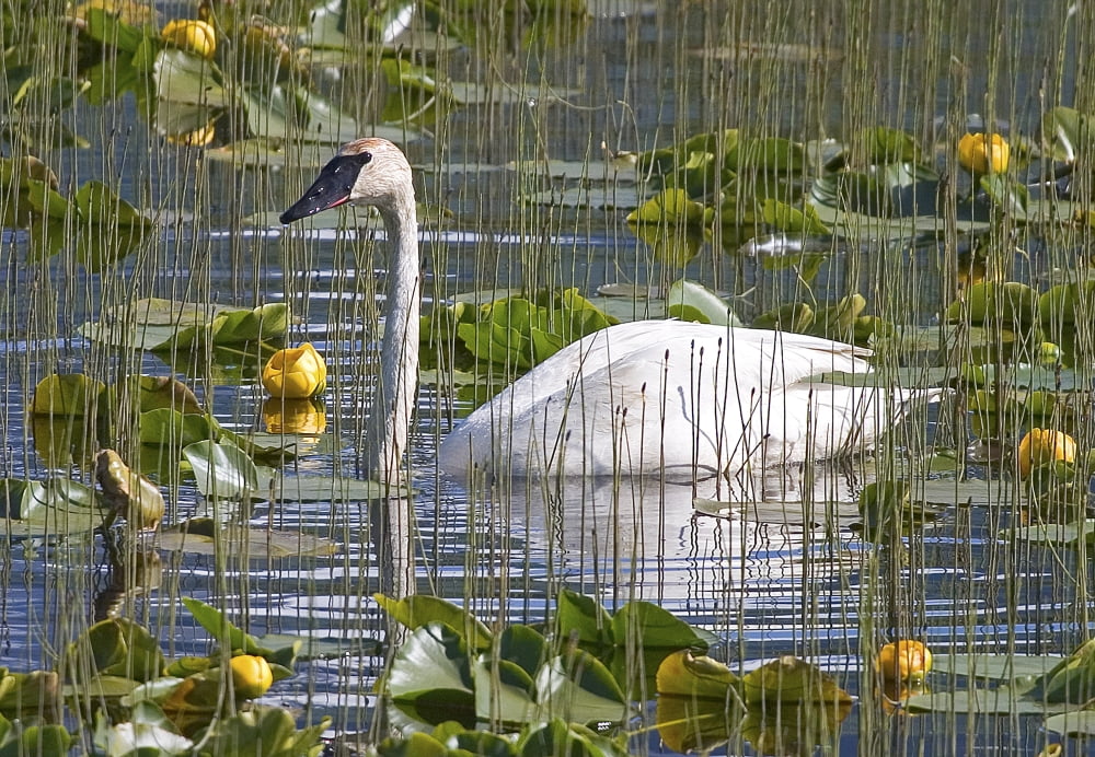 A Trumpeter Swan In A Lily Pond Near Seward Alaska Kenai Peninsula Southcentral Summer Canvas Art - Ken Baehr Design Pics (17 x 11)