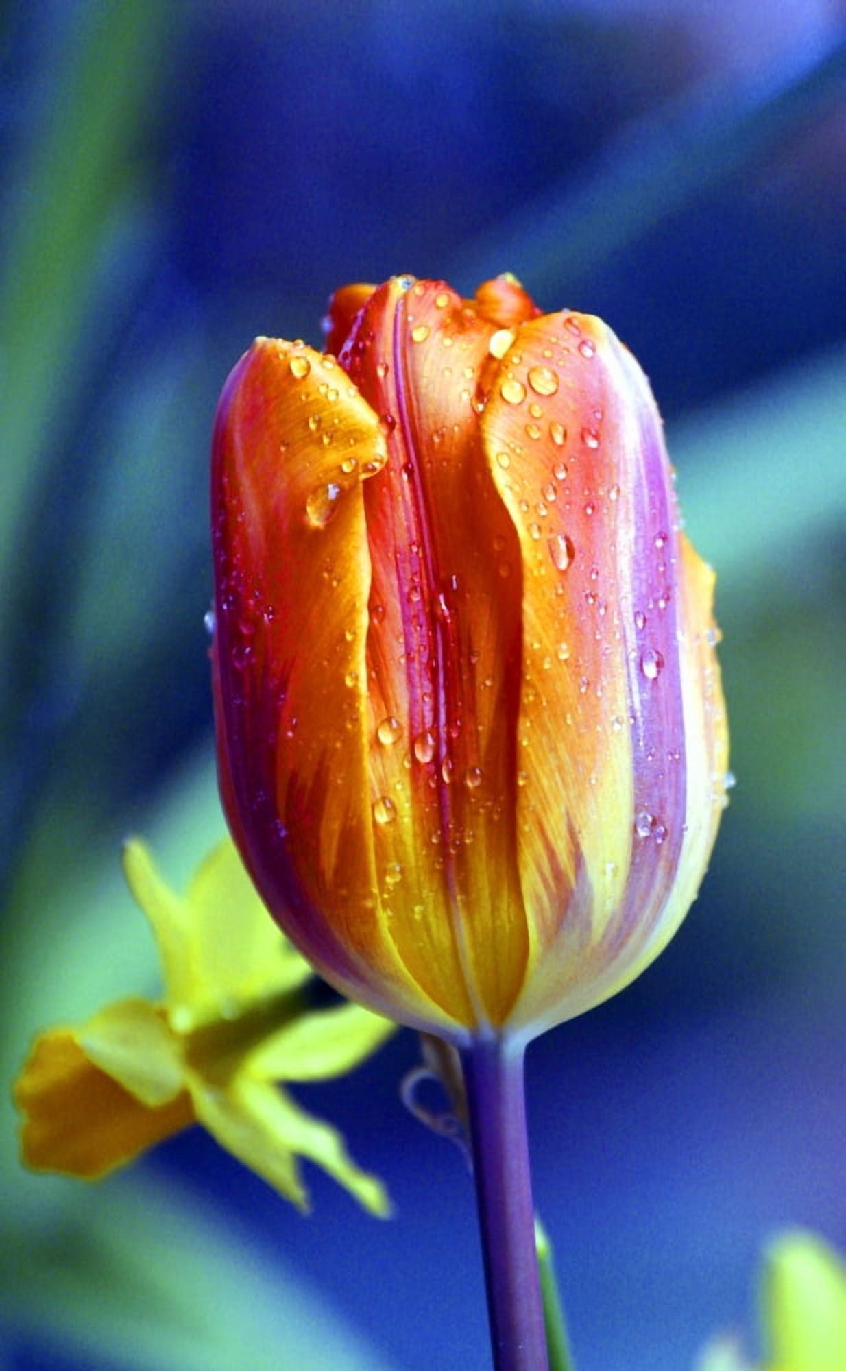 A Tulip Canvas Art - Raven Regan Design Pics (20 x 34)