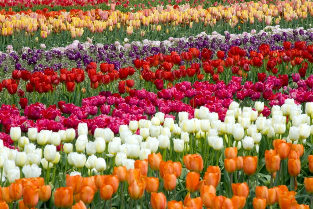 A Tulip Field Canvas Art - Craig Tuttle Design Pics (20 x 13)