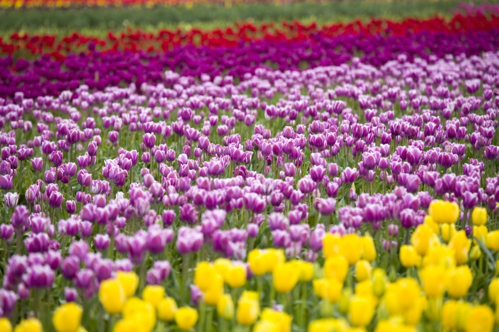 A Tulip Field Canvas Art - Craig Tuttle Design Pics (20 x 13)
