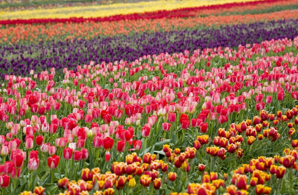 A Tulip Field Canvas Art - Craig Tuttle Design Pics (20 x 13)