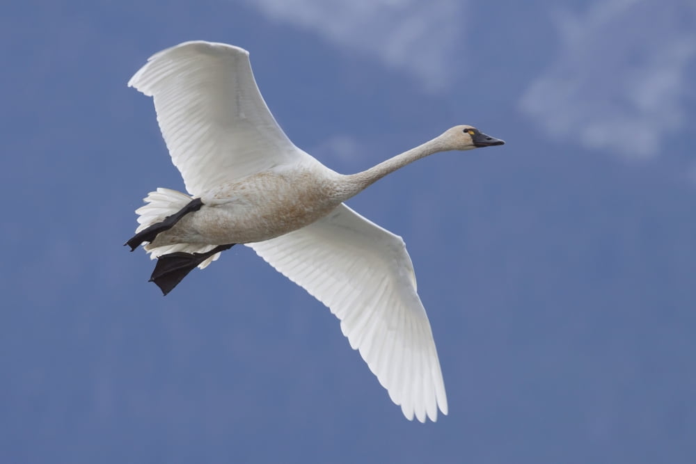 A Tundra Swan Flys Through The Blue Sky Near Portage Southcentral Alaska Autumn Canvas Art - Doug Lindstrand Design Pics (38 x 24)