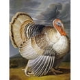 thumbnail image 1 of A Turkey In a Landscape Poster Print by Peter Wenceslaus (18 x 24), 1 of 2