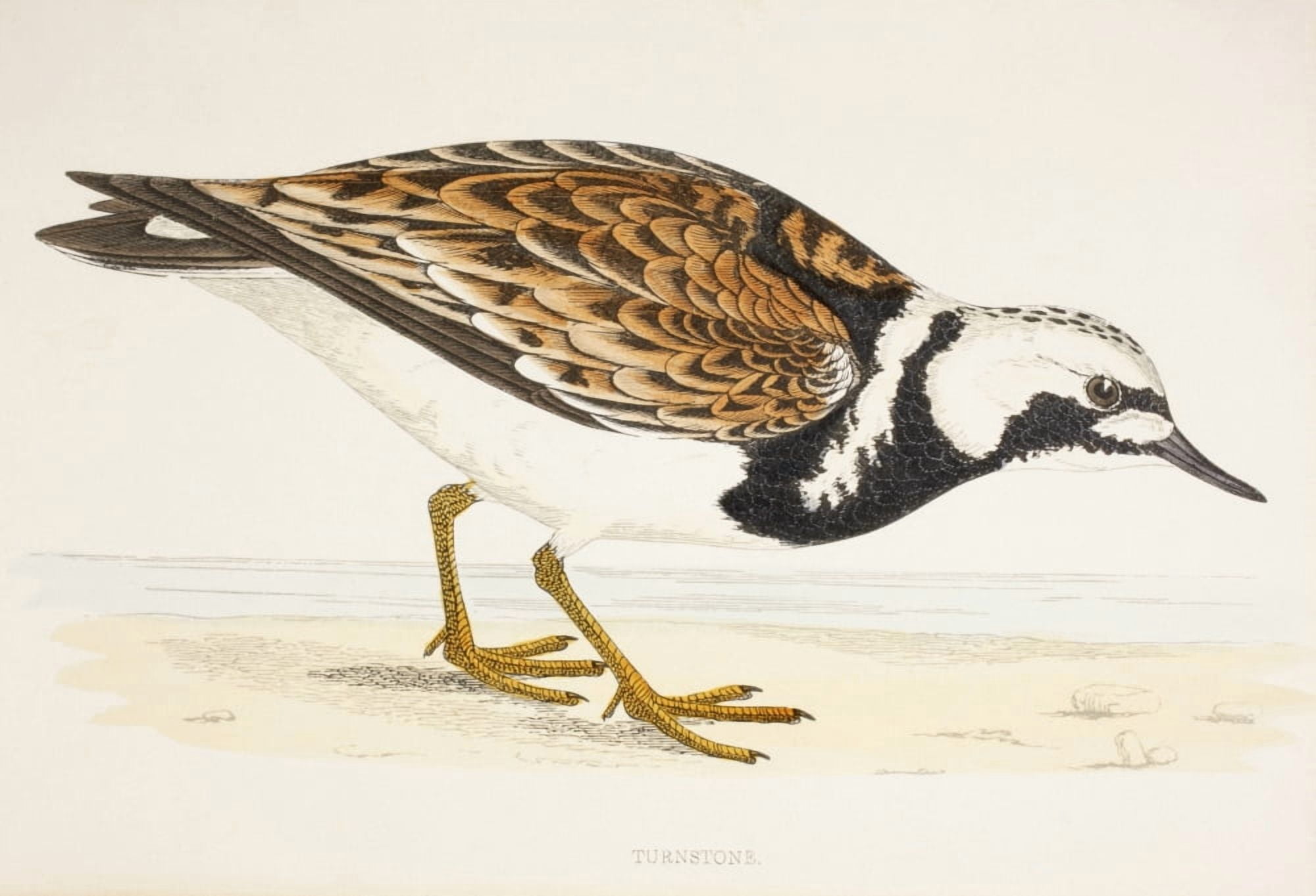 A Turnstone Arenaria Interpres From A 19Th Century Print Circa 1877 Canvas Art - Ken Welsh Design Pics (34 x 24)