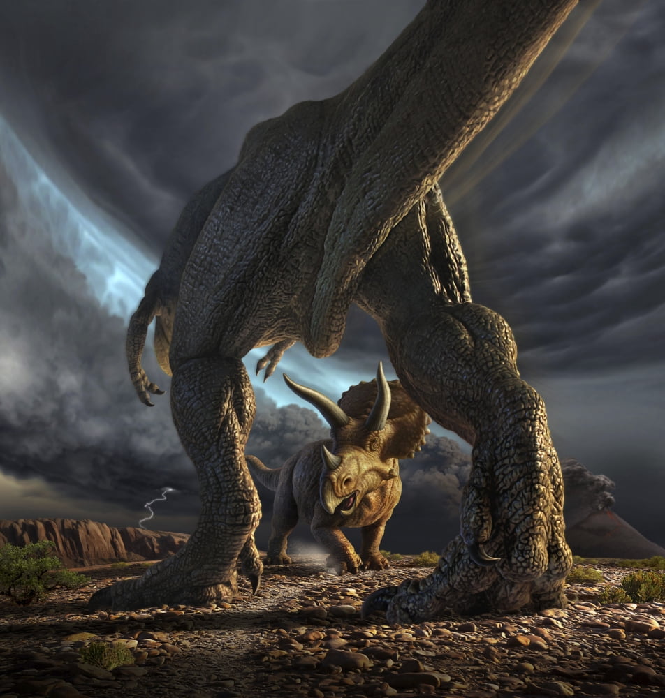 A Tyrannosaurus Rex and Triceratops in a classic face off Canvas Art - Jerry LoFaroStocktrek Images (28 x 29)