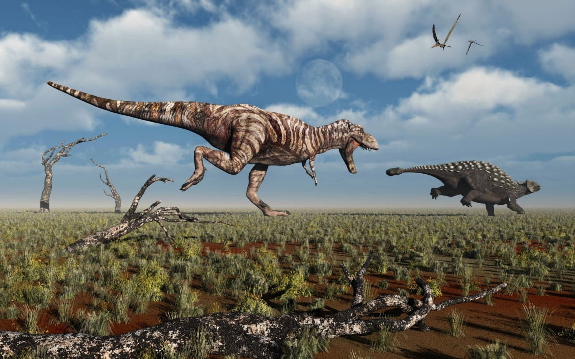 A Tyrannosaurus Rex giving chase to an Ankylosaurus Canvas Art - Mark StevensonStocktrek Images (36 x 23)