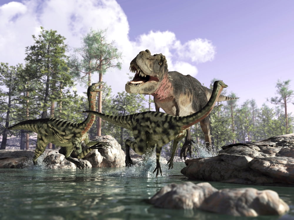 A Tyrannosaurus Rex hunting two Gallimimus dinosaurs in a river Canvas Art - Leonello CalvettiStocktrek Images (17 x 13)