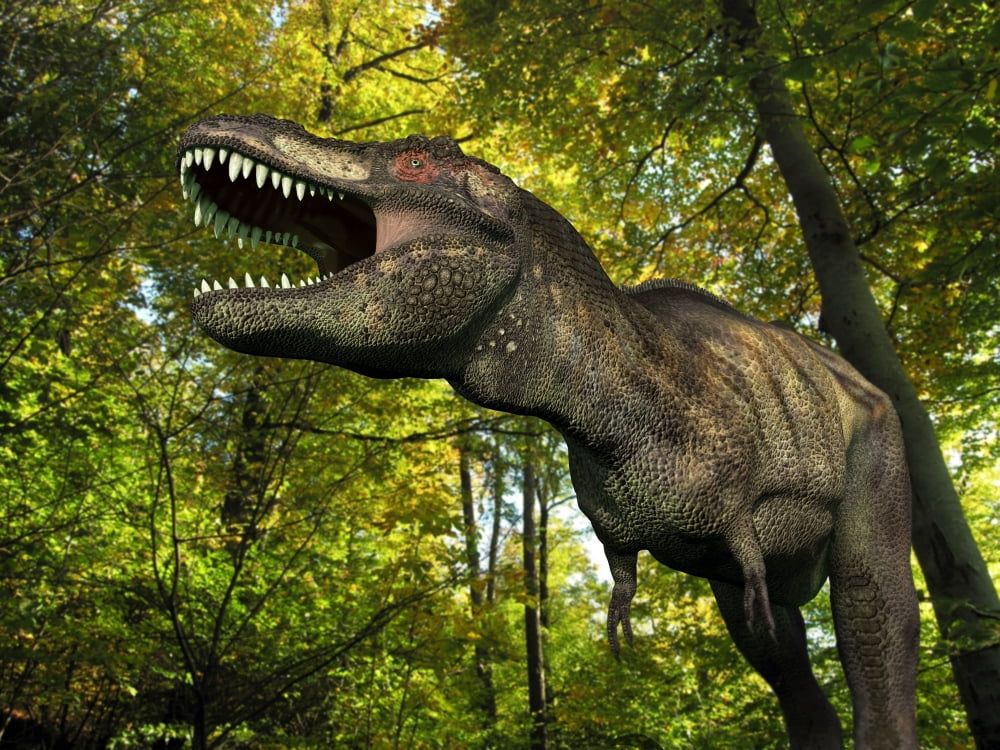 A Tyrannosaurus wanders a Cretaceous forest Canvas Art - Walter MyersStocktrek Images (17 x 13)