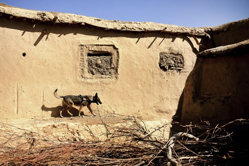 A US Air Force K-9 searches for home-made explosives in an Afghan village Canvas Art - Stocktrek Images (35 x 23)
