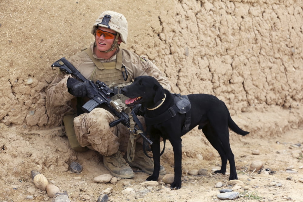 A US Marine dog handler and his dog on patrol in Afghanistan Canvas Art - Stocktrek Images (34 x 23)