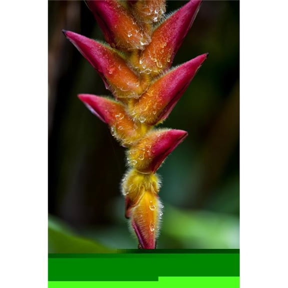 A Unique Tropical Plant with Fuzzy Red & Orange Blossoms - Hawaii United States of America Poster Print by Scott Mead - 24 x 38 - Large
