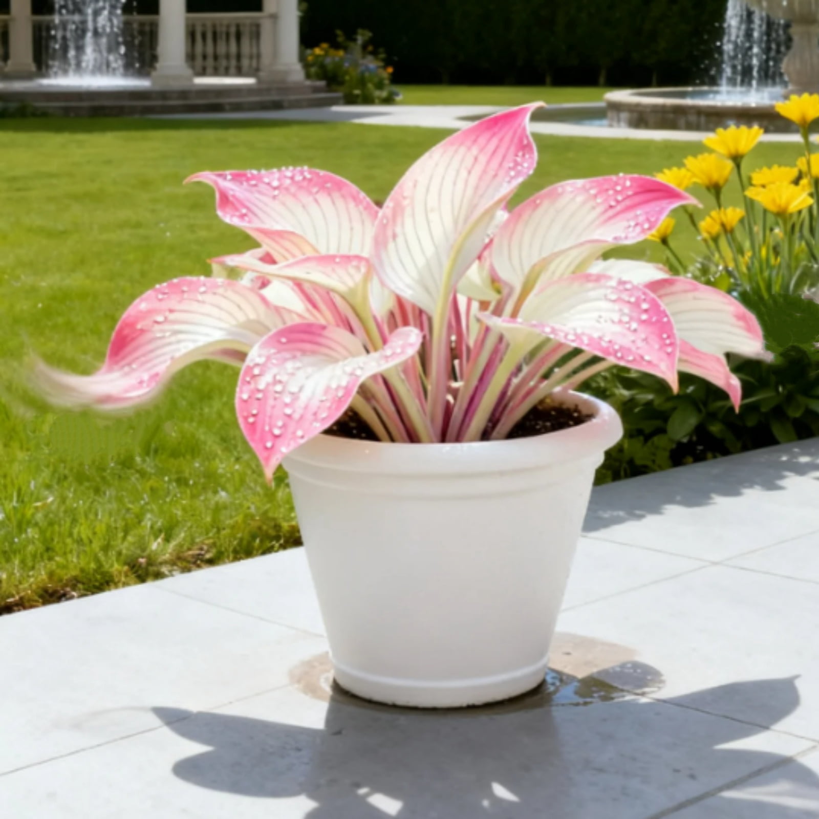 (A)-Variegated Blue Hosta Bulbs-Shade-Loving-Hard-Resistant-Ornamental ...