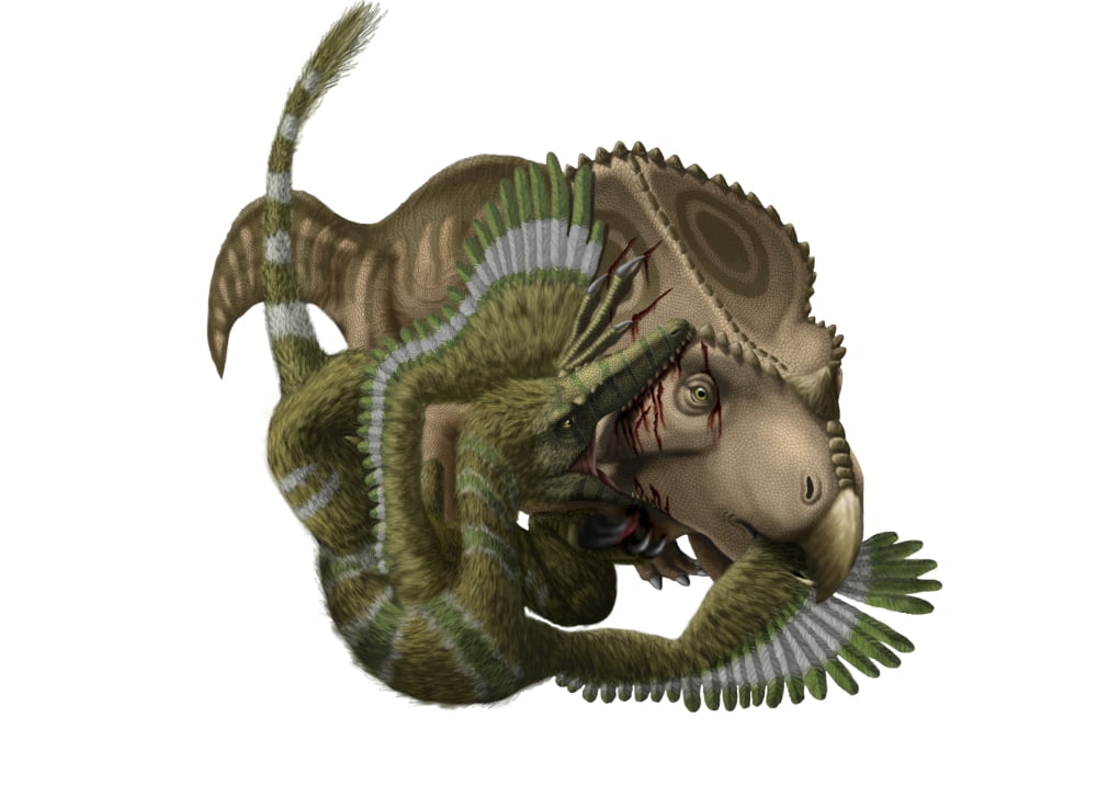 A Velociraptor attacks a Protoceratops Canvas Art - Yuriy PriymakStocktrek Images (17 x 12)