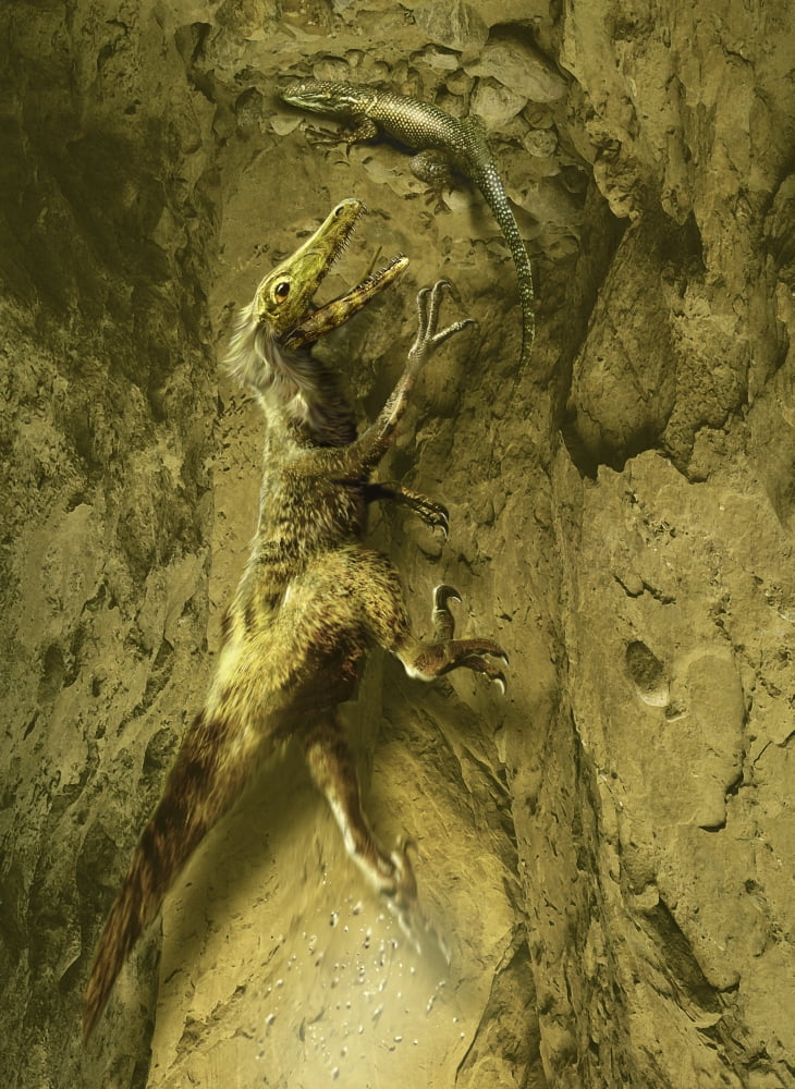 A Velociraptor attempts to catch a lizard as its next prey Canvas Art - Jan SovakStocktrek Images (12 x 17)