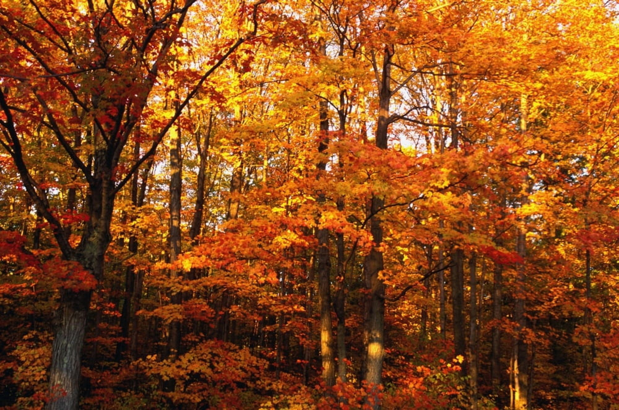 A Vibrant Forest In The Fall Canvas Art - David Chapman Design Pics (34 x 22)