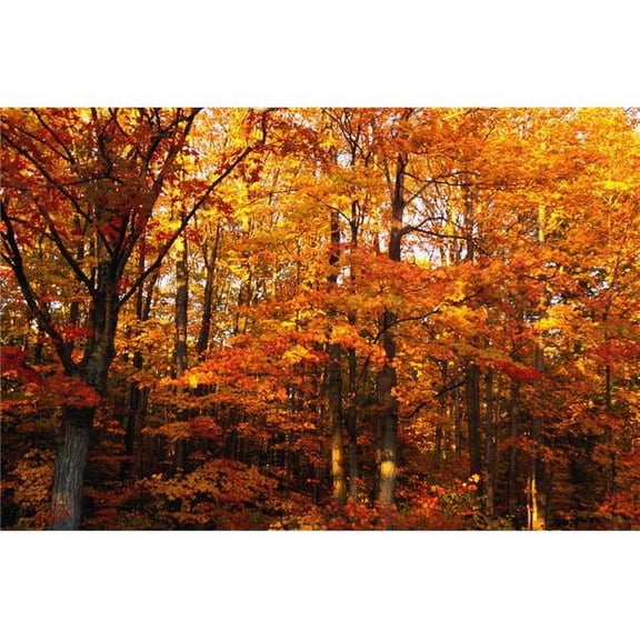 A Vibrant Forest in The Fall Poster Print by David Chapman - 17 x 11