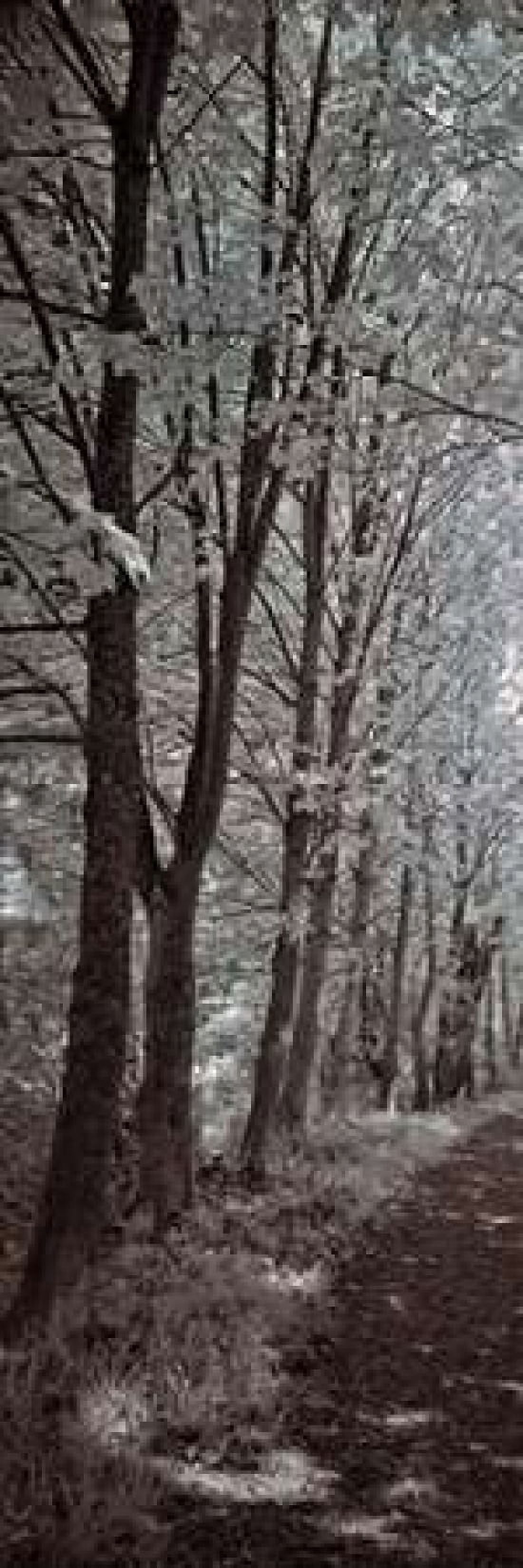 A Walk To Remember I Canvas Art - Ily Szilagyi (12 x 36)