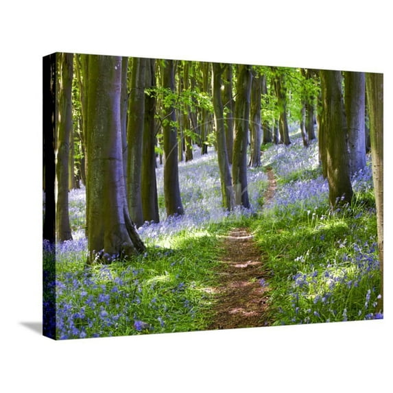 A Walk in the Woods, Botanical Scenic Seasons Stretched Canvas Wall Art by Doug Chinnery Sold by Art.Com