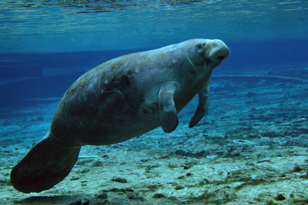 A West Indian Manatee in the shallow freshwater of Fannie Springs Florida Canvas Art - Michael WoodStocktrek Images (35 x 24)
