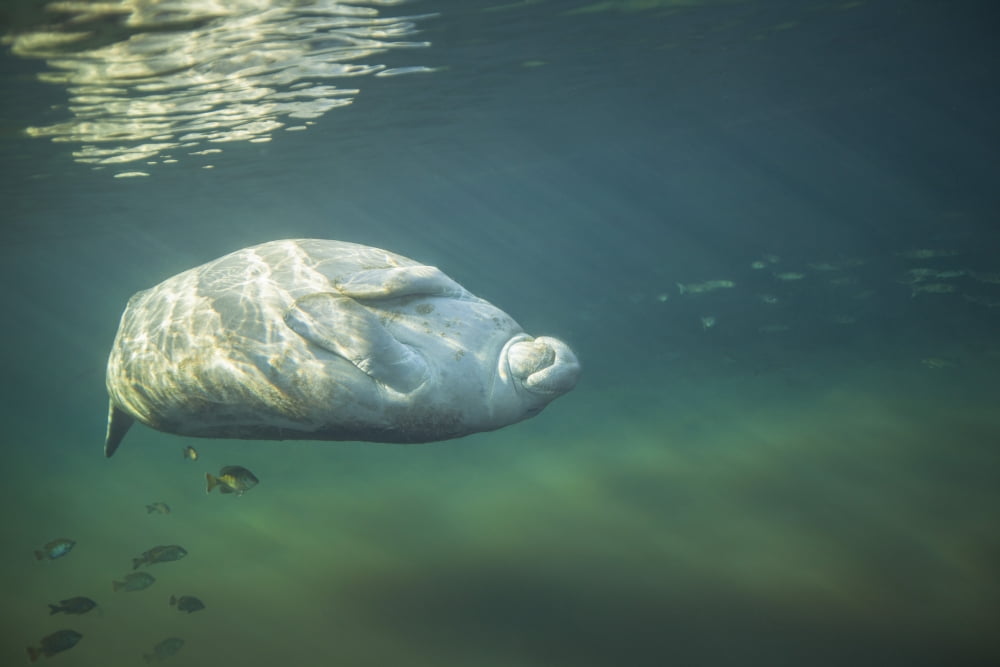 A West Indian manatee rolls over upside down Canvas Art - Michael WoodStocktrek Images (18 x 12)