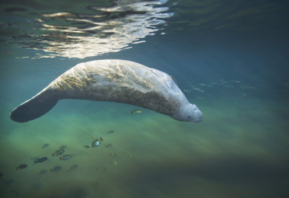A West Indian manatee rolls over upside down Canvas Art - Michael WoodStocktrek Images (34 x 24)